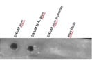 Oligomer A11 Polyclonal Antibody