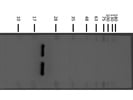 Great SOD1 Antibody from GeneTex for Western Blot