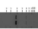 Great SOD2 Antibody from GeneTex for Western Blot