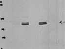 Excellent pJNK1/2/3 Antibody from Abcam
