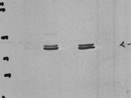 Excellent pJNK1/2/3 Antibody from Abcam