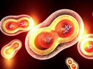 Assessing Cell Proliferation