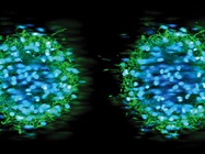 Focal Wars: Widefield vs. Confocal