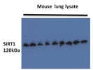 SIRT1 Mouse Monoclonal Antibody