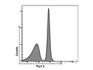 APC Anti-Mouse CD90.2 (Thy-1.2) Antibody