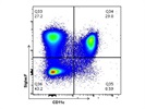 PE Anti-Mouse CD170 (Siglec-F) Antibody