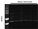 NFATc1 Antibody Mouse Monoclonal Antibody