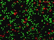 Excellent Dual Dye Kit to Check Mammalian Cell Viability