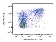 The Antibody Stains IgD+ B Cells very well