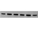 Good Antibody for p62 Detection