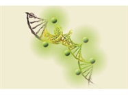 Midori Green Xtra Nucleic Acid Stain