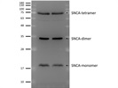Great SNCA Antibody from GeneTex for Western Blot