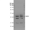 Great NQO1 Antibody from GeneTex for Western Blot
