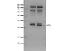 Great HO1 Antibody from GeneTex for Western Blot