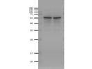 Great HSP60 Antibody from GeneTex for Western Blot