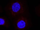 Good Secondary Antibody for Immunofluorescence Imaging