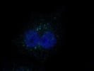Good Secondary Antibody for 647 nm