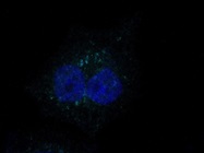 Good Secondary Antibody for 647 nm