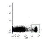 Very Good Mouse TCR Vß5.1, 5.2 Antibody
