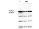 Rabbit His-Tag Antibody