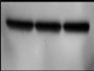 Great Antibody for Actin