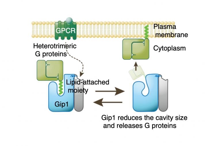 g proteins