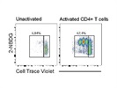 Easy-to-Use Glucose Analog for the Measurement of Glucose Uptake