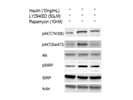 Phospho-Akt (Thr308) Antibody for Western Blot