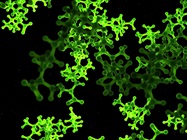 New Approaches for Cell Culture Profiling