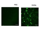 Low Activity Recombinant Wnt3A