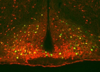 Neurons