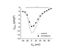 Amlodipin Blocks Cardiac Calcium Current