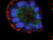 Giving 3D Cell Cultures Their Best Chance