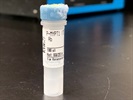 Time Course Effect Of Chemoattractant On MYPT1 Phosphorylation