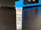 Time Course Effect Of Chemoattractant On GAPDH
