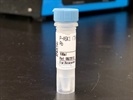 Time Course Effect Of Chemoattractant On ASK1 Phosphorylation