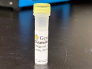 Time Course Effect Of Chemoattractant On Glutaredoxin Expression