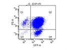Strong Detection Of Heca-452 Antibody Clone Bound To Human Cells
