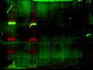 Does Not Work Against Tdtomato For Western Blot, Alright For Immunofluorescence