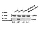 Anti-ADAM17 (Phospho T735) Antibody
