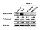 Anti-Full-Length Notch1 Antibody