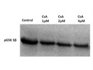 Anti-Phospho-GSK-3ß Antibody