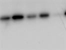 Perfect Western Blot Results
