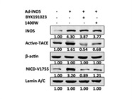 1400W (Hydrochloride) Inhibitor