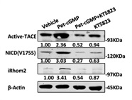 Cell Treatment with Pet-cGMP (P0622)