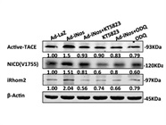 Cell Treatment with KT5823 Inhibitor