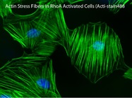 Measure Rho, Rac and Ras Activation in cell culture or tissue samples.