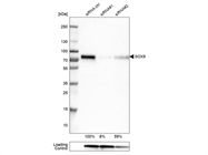 SOX Antibodies