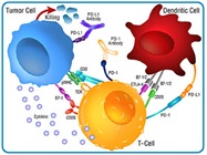 Leinco Immune Checkpoint Antibodies