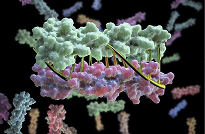 protein design